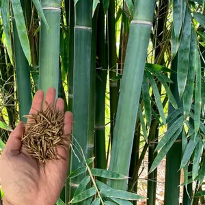 Green River 50 Emerald Bamboo Seeds - Bamboo Plant Seeds, Glossy Green Canes, Urban Garden Highlight, Perennial Flower Seed Pack For Landscape Screens, Foliage Drama, Backyard Décor, And Vertical Gardening Solutions