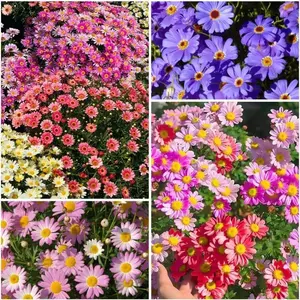 300 Count Pyrethrum Daisy Seeds – Flower Seeds for Backyard Garden Beds, Outdoor Flower Borders, Patio Planters and Landscape Garden Designs, Seeds Only Not Live Plants