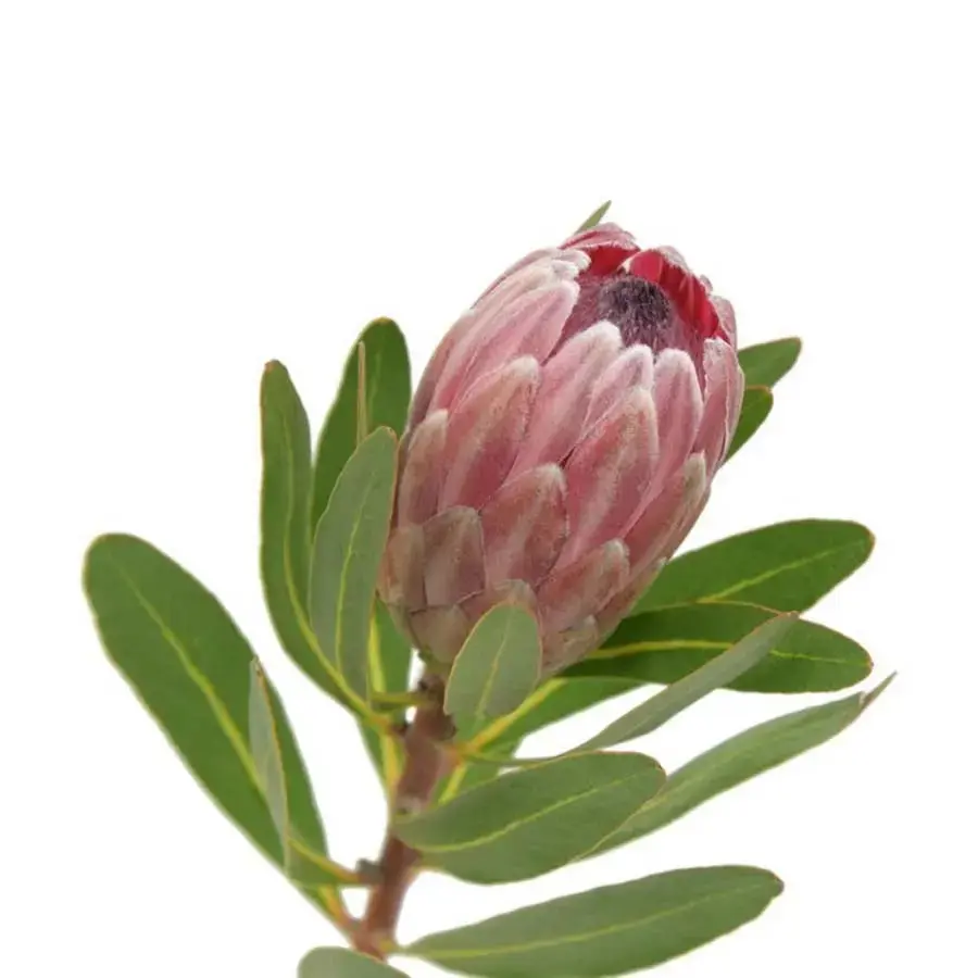 Pink Ice Protea (10 Stem Bunch)