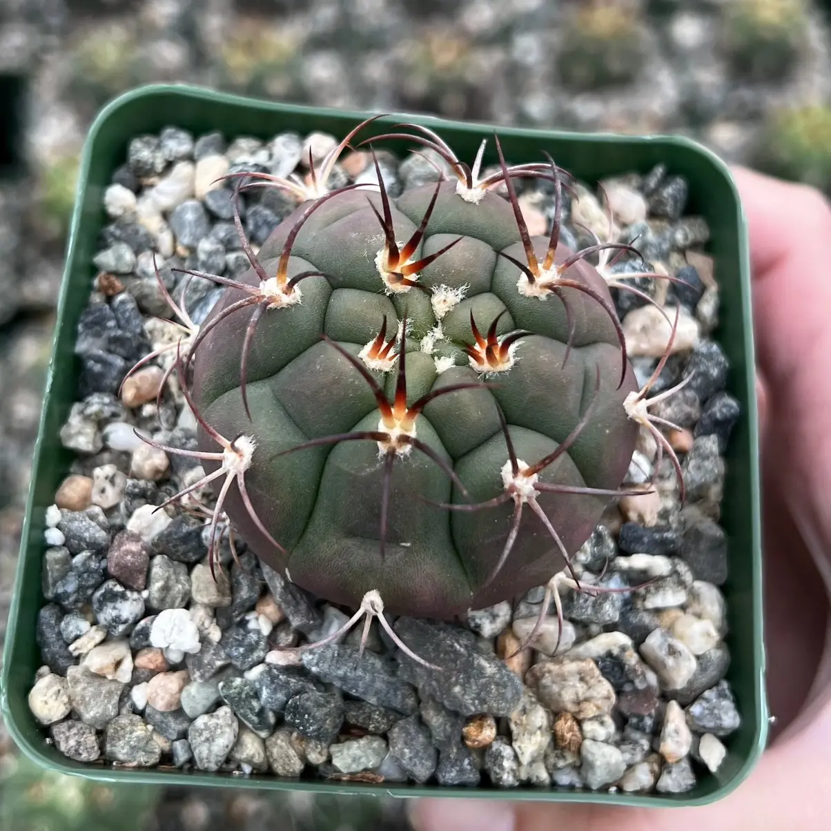 Cactiandexotica Gymnocalycium Saglionis Cactus, Giant Chin Cactus, Live Plant in 3" pot