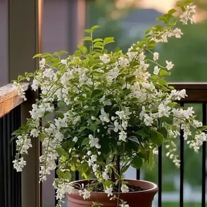 100 Climbing Jasmine Flower Seeds Fragrant Plant for Planting Garden Home All Seasons Silver Jasmine Garden Balcony