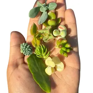 10 Minature Succulent Cuttings For Propagating