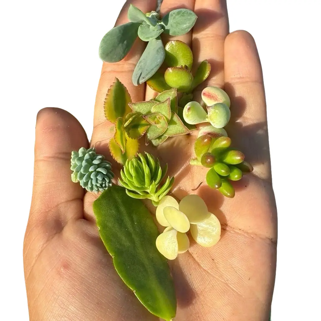 10 Minature Succulent Cuttings For Propagating