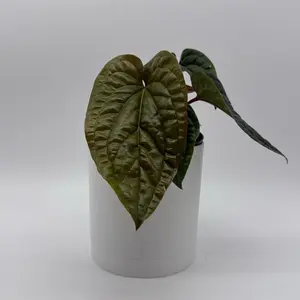 Anthurium Radican x Luxurians 6” pot- Beginner-Friendly Unique Tropical House Plant