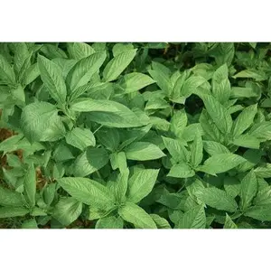Saluyot Seeds Nalta Jute Mulukhiyah 2 Pack x 3000 Seeds for Tropical Exotic Indoor Container Balcony Patio Growing Garden Heirloom Egyptian Spinach