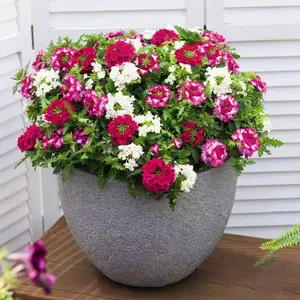 Hydrangea Seeds in Mixed Colors – Five Colors of Hydrangeas for Four Seasons, Perfect for Beautiful Landscape Flower Sea, Outdoor Courtyard, and Balcony