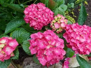 ( 1 ) - Glowing Embers Pink Hydrangea - Starter Plant ( 7m ) ( 1 live plant )