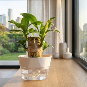 Brazilian Lucky Wood Doll with Base for Luck and Wealth,Easy to Grow Indoors,Decorative Ornament for Luck and Wealth