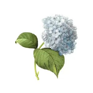Blue Hydrangea Flowers Overglaze Waterslide Ceramic Decals