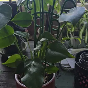 Qaobo Indoor Plant Trellis for Climbing Plants, 4 Pack Garden Trellis for Potted Plants Stackable Plant Trellis Plant Stakes for Indoor Plants Accessories Flower Plant Support