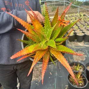 Aloe plant Bare roots
