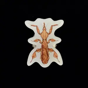 Ghost Mantis Acrylic Magnet Enclosure Tag (Phyllocrania paradoxa)