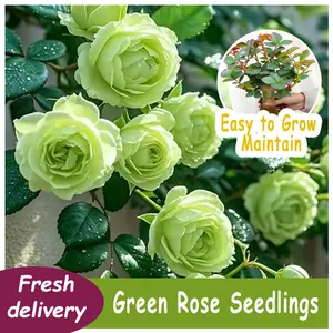 Live Bare Root Green Rose Saplings, Continuous Blooming Light Green Double Roses, Ornamental Flower Shrub for Outdoor Ground Planting & Large Potted Decor