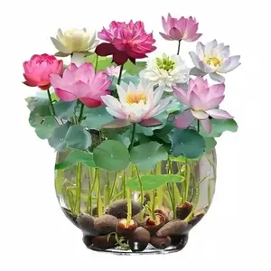 20+Pcs /40+Pcs / 80+Pcs /160+Pcs Mix Bonsai Bowl Lotus Seeds, Water Lilys Flower Plant, Lotus Seeds for Planting Water Features Mixed Color