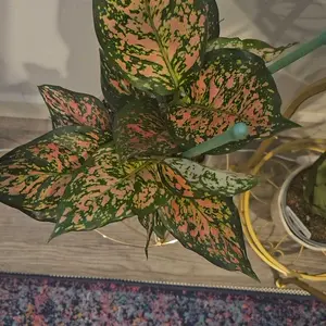 Aglaonema Ruby Ray 5" Pot Rare House Plant - Perfect for Beginners & Indoor  Home Decoration - Thrives in Medium Light & Well-Draining Soil - TikTok Shop