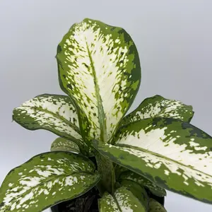 Dieffenbachia ‘Military’ – 6” Pot | Variegated Indoor Houseplant