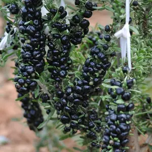 Black Goji Berry Seeds (Organic) (Lycium ruthenicum) – Rare superfood with small, antioxidant-rich black berries. Great for teas, smoothies, and drying.