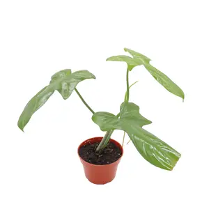 Philodendron Bipennifolium Aurea - 4" pot from California Tropicals