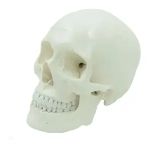 Classic Human Skull Model