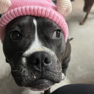 Noise Protection Dog Hat – Warm Knitted Quiet Ears Cap for Medium & Large Pets, Soft Winter Headwear for Dogs & Cats, Comfortable Anti-Noise Orange Hoodie