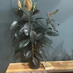 Rubber Burgundy Plant Larger Planter