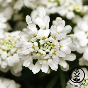 Iberis (Candytuft) Seeds - Dwarf Fairy Mixture