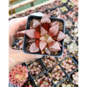 Haworthia Atrofusca "Watermelon" - April Farm/Rare Succulents