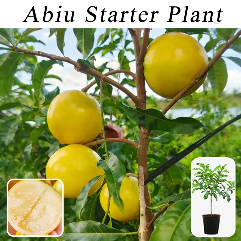 Live Abiu Fruit Tree Seedling | Pouteria Caimito Starter Plant, Sweet Creamy Tropical Yellow Fruit Tree for Outdoor Garden & Large Pot Planting
