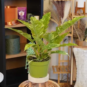 Ring of Fire Philodendron - 6” Pot