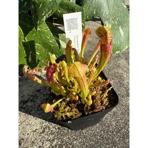 Sarracenia 'Barba Green' in a 3.5" pot