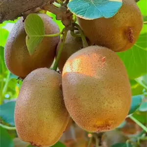 100 Kiwi Fruit Seeds – Hardy Green Fuzzy Kiwi Vine for Home Garden Planting