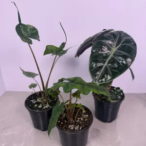 Alocasia Bundle 4” (3 Pack) | Jacklyn, Stingray & Nairobi Nights | Rare Alocasia