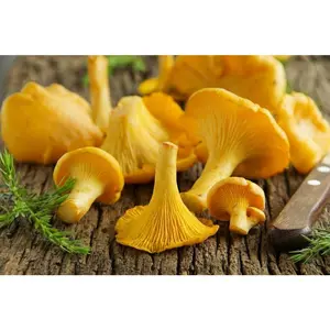 Fresh Golden Chanterelle Mushrooms - priced per pound