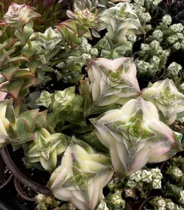 Variegated String of Buttons, Trailing Succulents, Potted Live Plant in 4'' pot