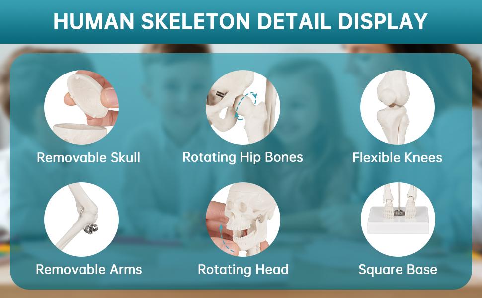 Skeleton Model, 17" Skeleton Anatomy Model with Movable Skull, Arms and Legs, Teaching Model for Education, Skeletal Study and Display