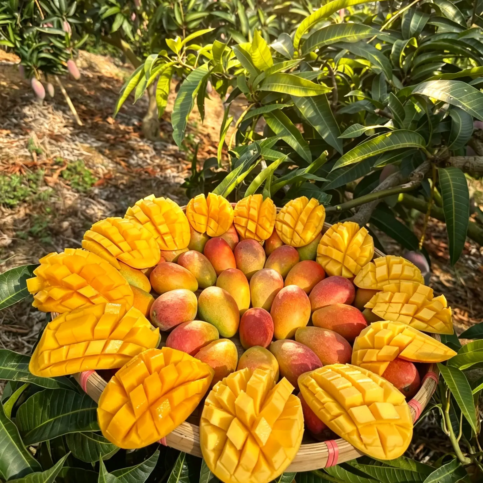 Live Dwarf Mango Tree Sapling Easy To Grow Potted Tropical Fruit Bearing Plant Yard Landscape Decor