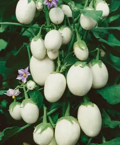 Solanum melongena | Golden Eggs | Aubergine | Ornamental Eggplant | 100_Seeds