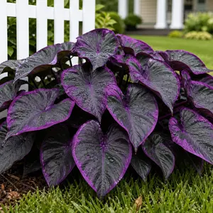 200 Colorful Hosta Seeds | Beginner-Friendly, Low Care | Ideal for Shade Garden Borders