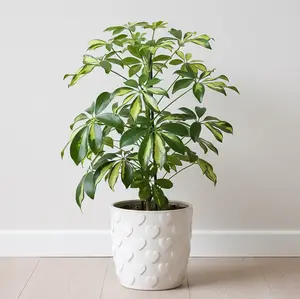 Schefflera Arboricola Variegated