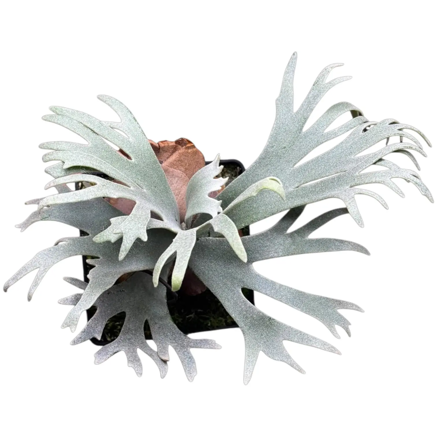 Platycerium Willinckii Bacteria - Pick Your Plant