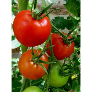Early Girl Tomato Live Plant