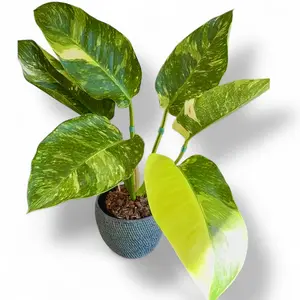 Philodendron Green Congo Nuclear variegated