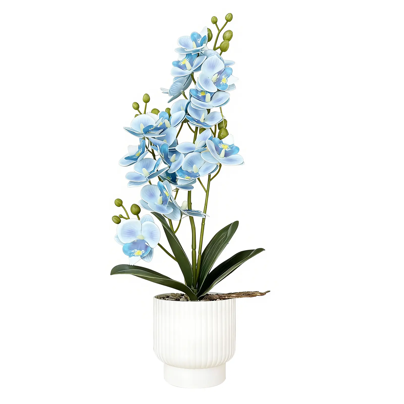 Phalaenopsis (blue)