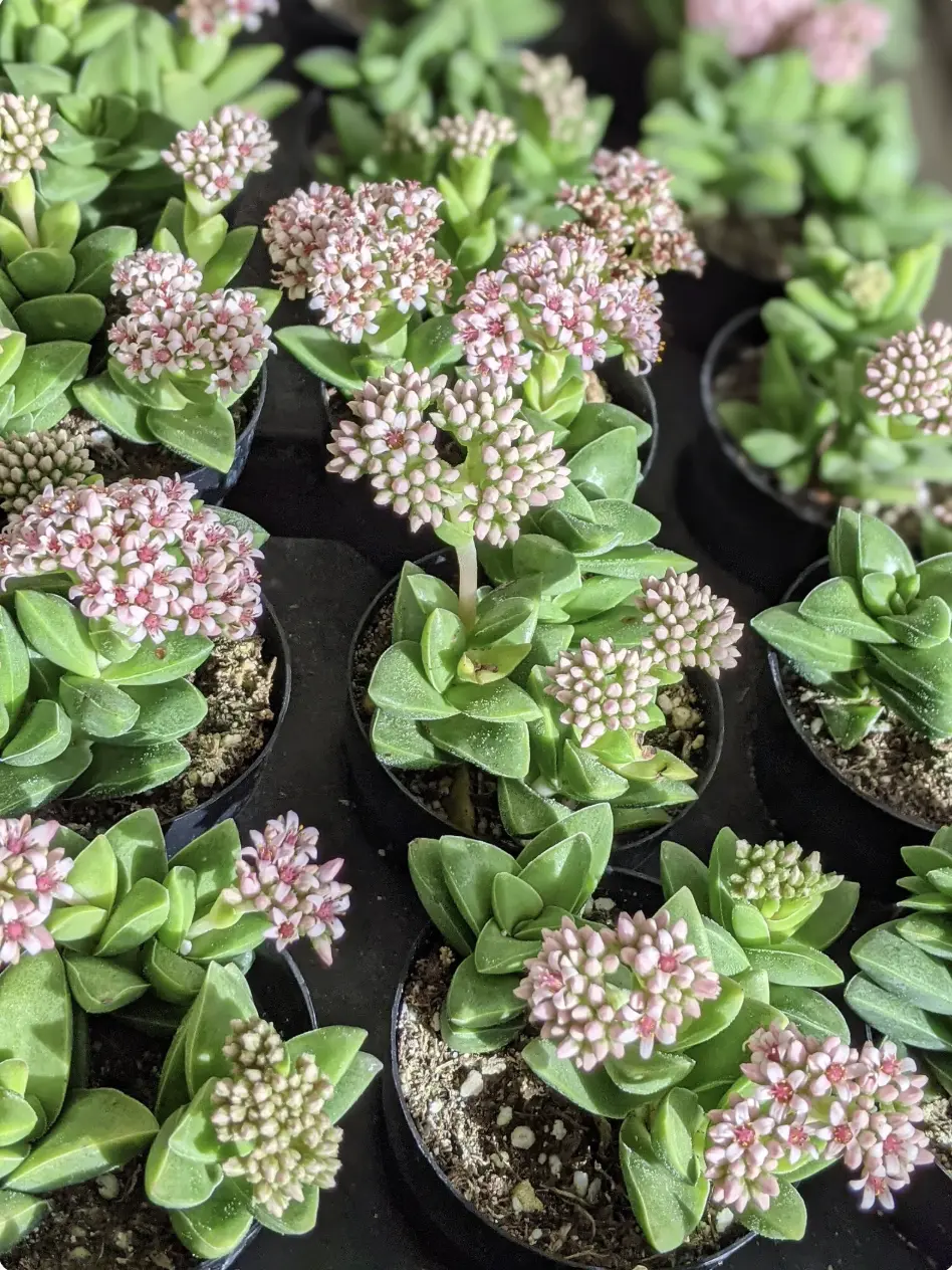 Crassula 'Springtime' Live Succulent Plant: Flowering Indoor Plant