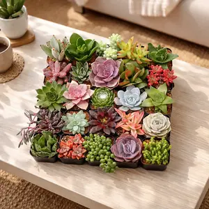 Assorted Succulent Pack