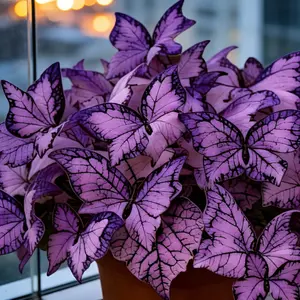 800pcs Butterfly Leaf Hosta Seeds-Unique  Resembling Butterfly Wings-Shade-LovingPerennial for Garden Borders & Landscaping