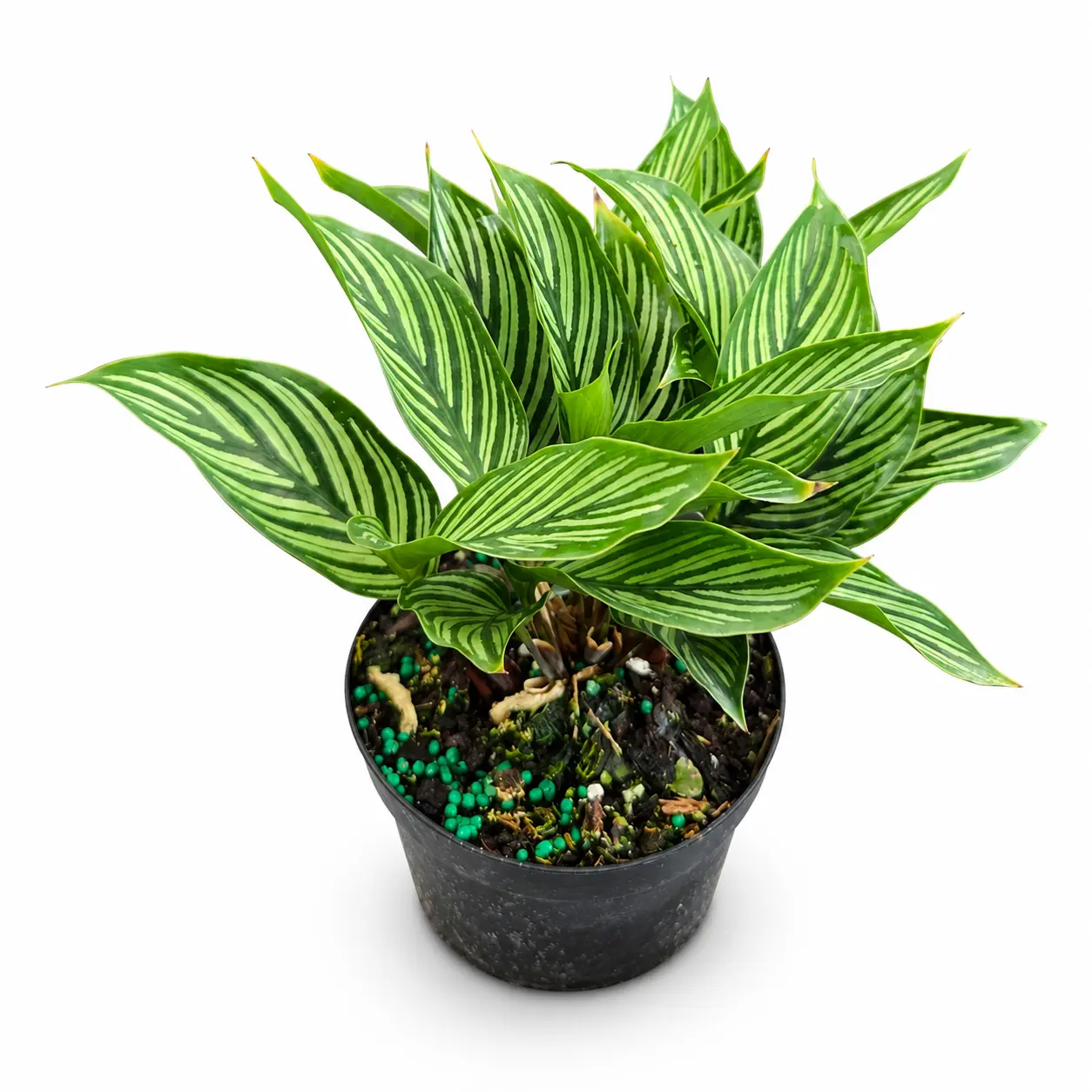 Calathea Vittata, Live Plant, Striped Foliage, Tropical Houseplant, Rainforest Plant