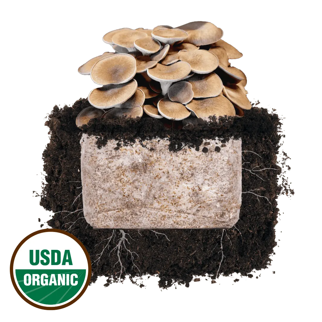 Black King Oyster 'Plant & Grow' Mushroom Starter Block