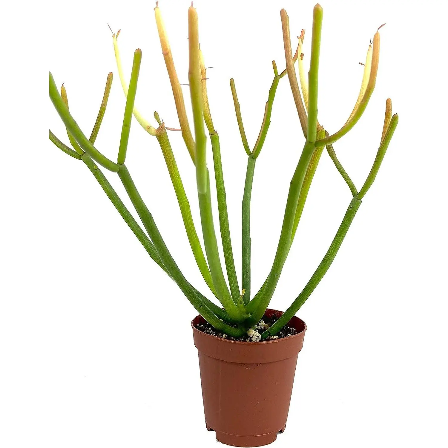 Firesticks Pencil Cactus - Live Plants in 2 Inch Pots - Euphorbia Tirucalli - Beautiful Indoor Outdoor Cacti Succulent Houseplant