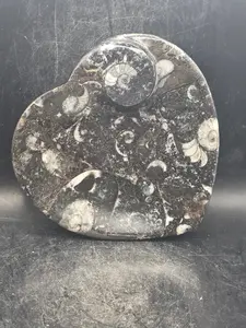 Ammonite heart fossil plate! 4.4 inches wide, 4.3 inches tall